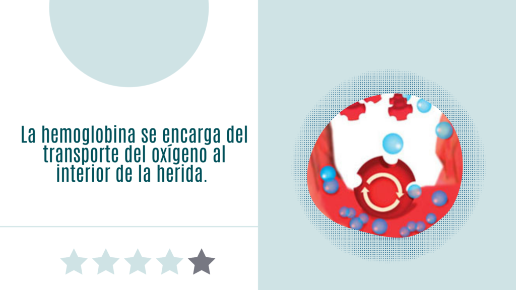 La hemoglobina